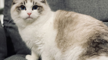 猫遇树·猫咖的图标
