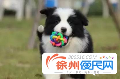 徐州边境牧羊犬多少钱一只 边境牧羊犬怎么卖