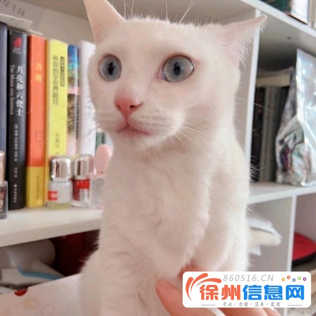 可爱猫猫免费赠送