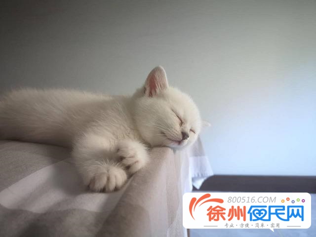 自家银渐层金点猫一只